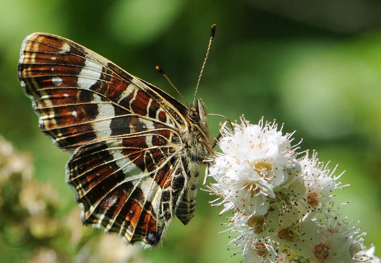 green, Insects, Bug, Mantis, Macro, Close, Up, Nature, Wallpaper, Butterfly, Spider Wallpaper
