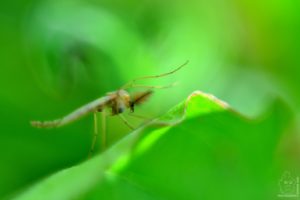 green, Insects, Bug, Mantis, Macro, Close, Up, Nature, Wallpaper, Butterfly, Spider