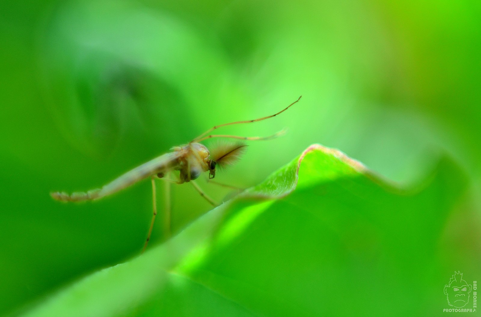 green, Insects, Bug, Mantis, Macro, Close, Up, Nature, Wallpaper, Butterfly, Spider Wallpaper