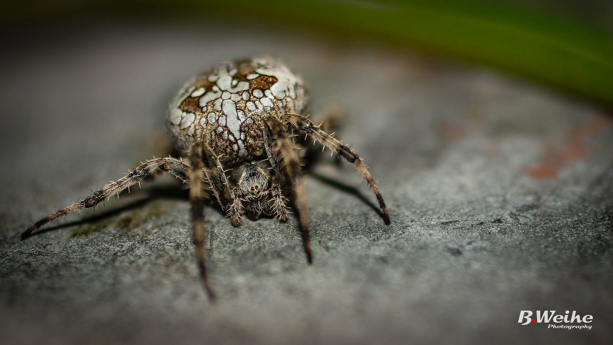 green, Insects, Bug, Mantis, Macro, Close, Up, Nature, Wallpaper, Butterfly, Spider Wallpaper