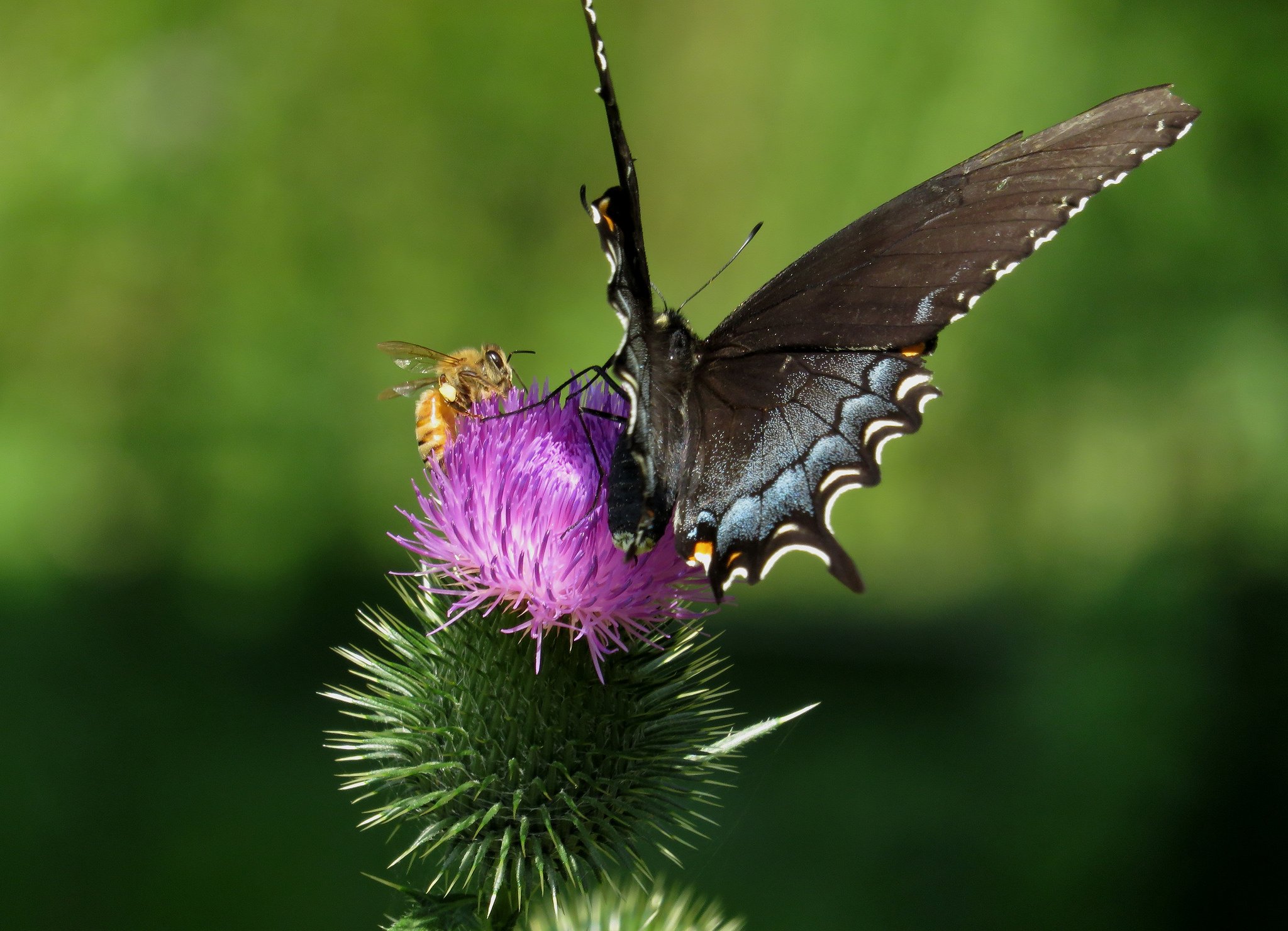 green, Insects, Bug, Mantis, Macro, Close, Up, Nature, Wallpaper, Butterfly, Spider Wallpaper