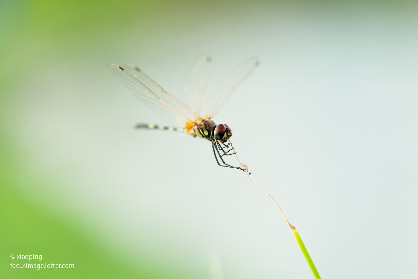 green, Insects, Bug, Mantis, Macro, Close, Up, Nature, Wallpaper, Butterfly, Spider Wallpaper