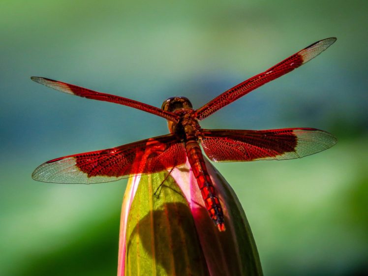 green, Insects, Bug, Mantis, Macro, Close, Up, Nature, Wallpaper, Butterfly, Spider HD Wallpaper Desktop Background