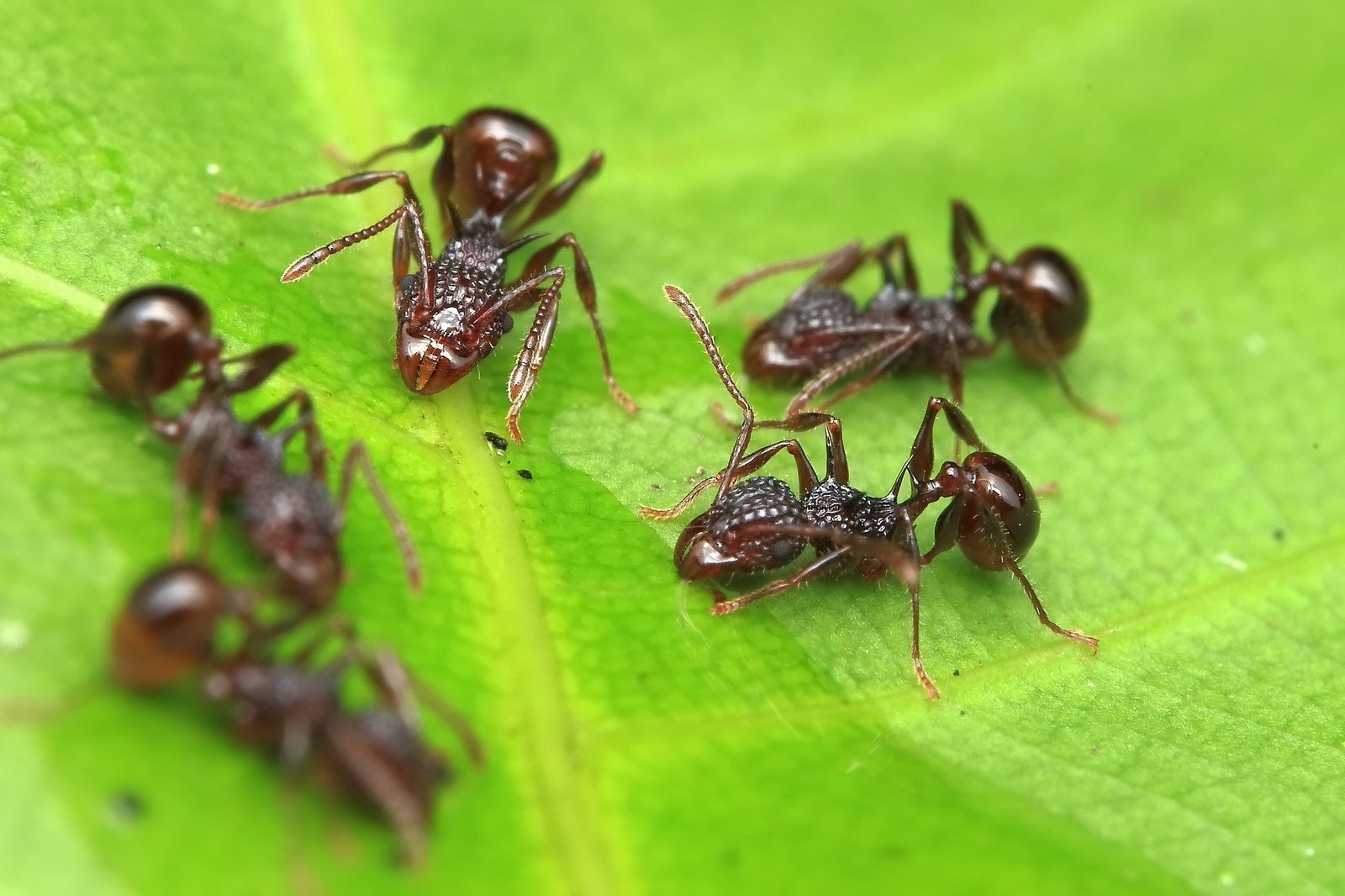green, Insects, Bug, Mantis, Macro, Close, Up, Nature, Wallpaper, Butterfly, Spider Wallpaper