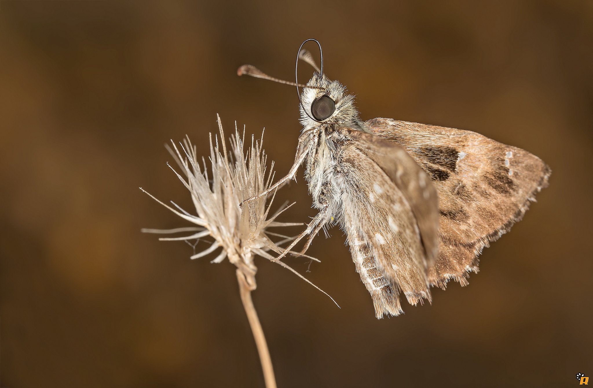 green, Insects, Bug, Mantis, Macro, Close, Up, Nature, Wallpaper, Butterfly, Spider Wallpaper