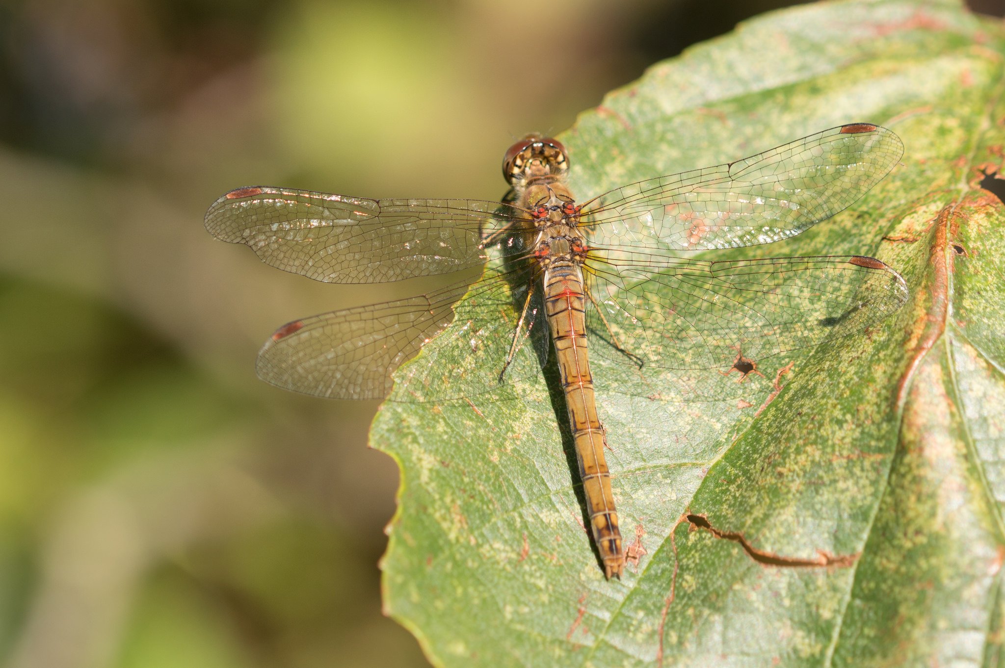 green, Insects, Bug, Mantis, Macro, Close, Up, Nature, Wallpaper, Butterfly, Spider Wallpaper