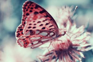 pink, Butterfly, Animal, Insect, Flower