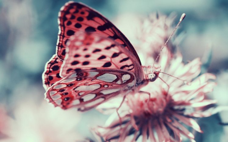 pink, Butterfly, Animal, Insect, Flower HD Wallpaper Desktop Background