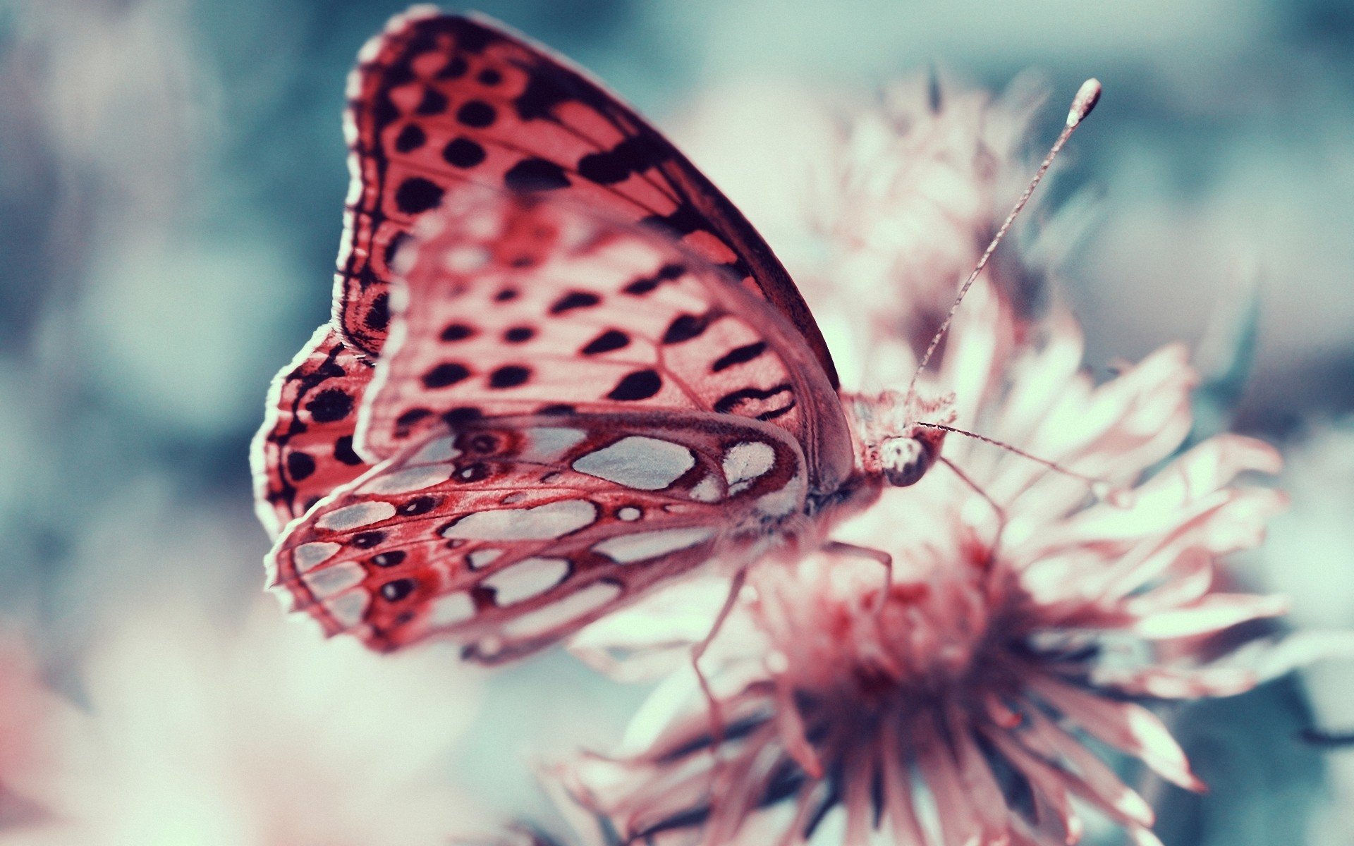 pink, Butterfly, Animal, Insect, Flower Wallpaper