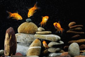 aquarium, Goldfish, Stones