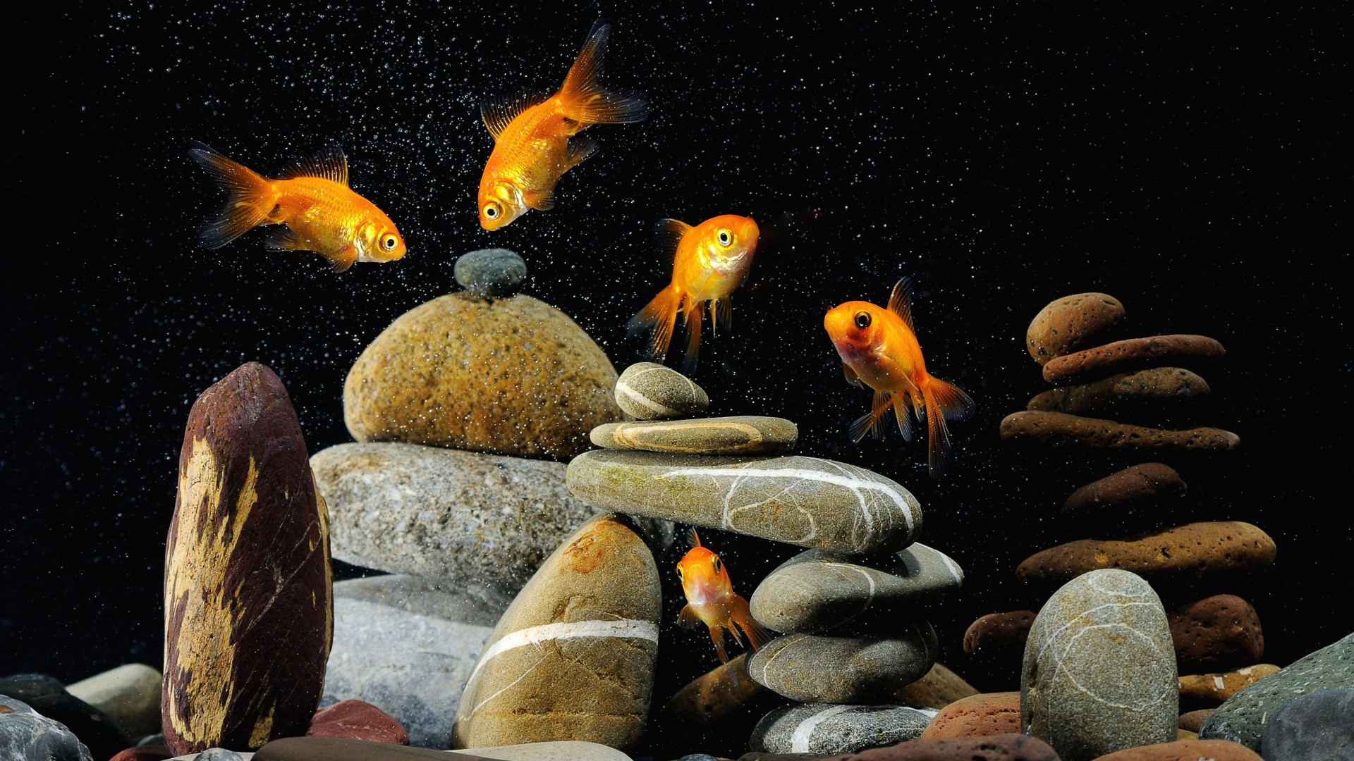 aquarium, Goldfish, Stones Wallpaper