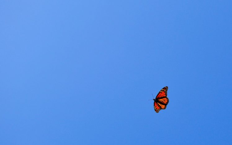 butterfly, Sky, Blue HD Wallpaper Desktop Background