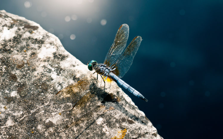 dragonfly HD Wallpaper Desktop Background