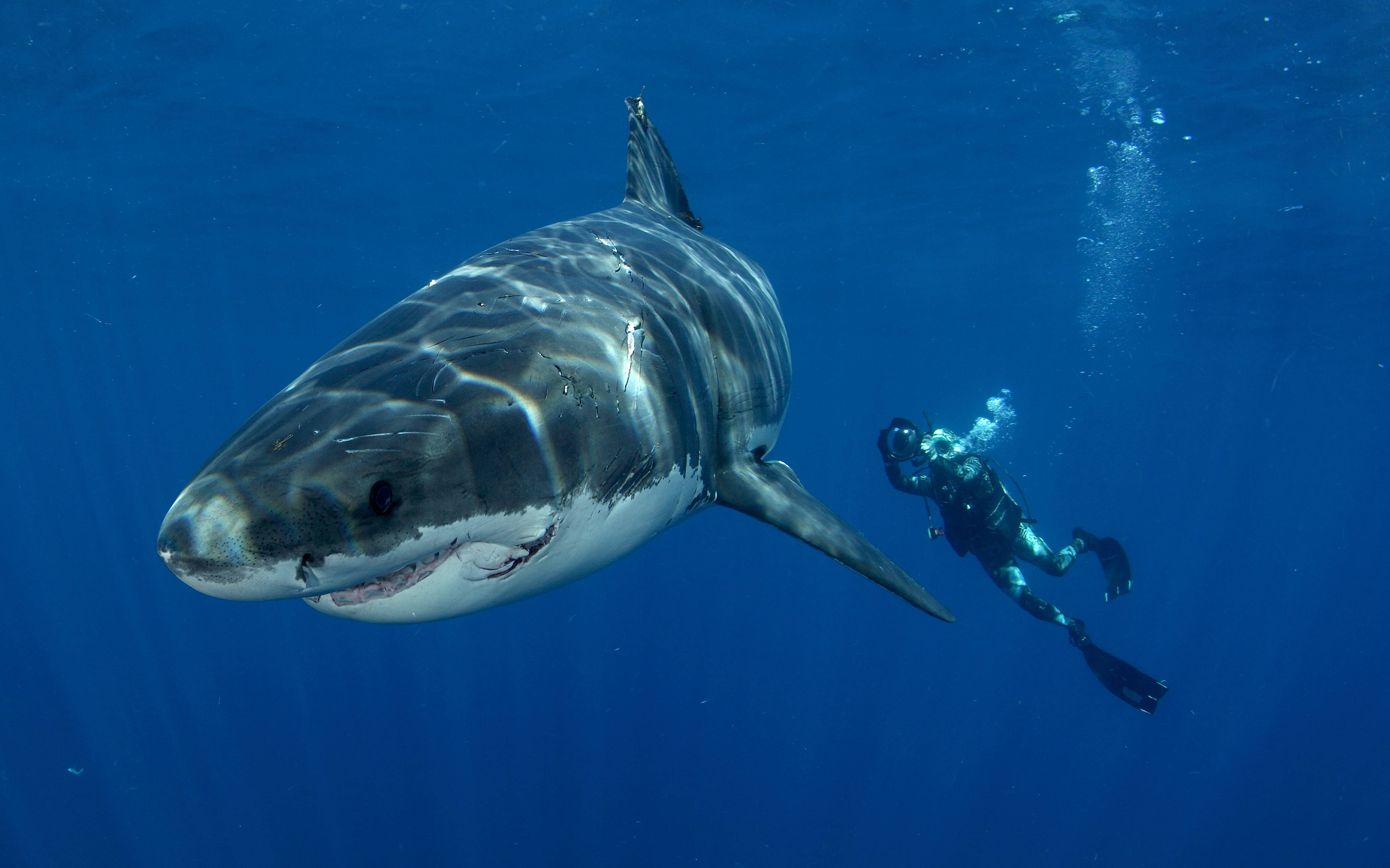 shark, Great, White, Diver, Underwater, Ocean Wallpaper