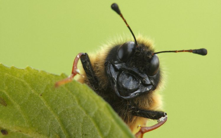 macro, Nature, Bee, Insect HD Wallpaper Desktop Background