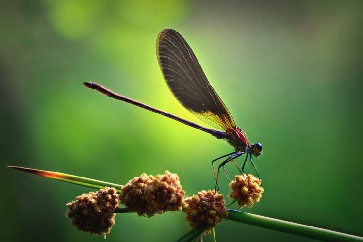 macro, Nature, Insect HD Wallpaper Desktop Background
