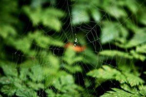 macro, Nature, Web, Insect