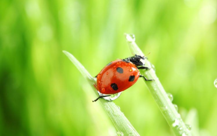 macro, Nature, Ladybag, Insect HD Wallpaper Desktop Background