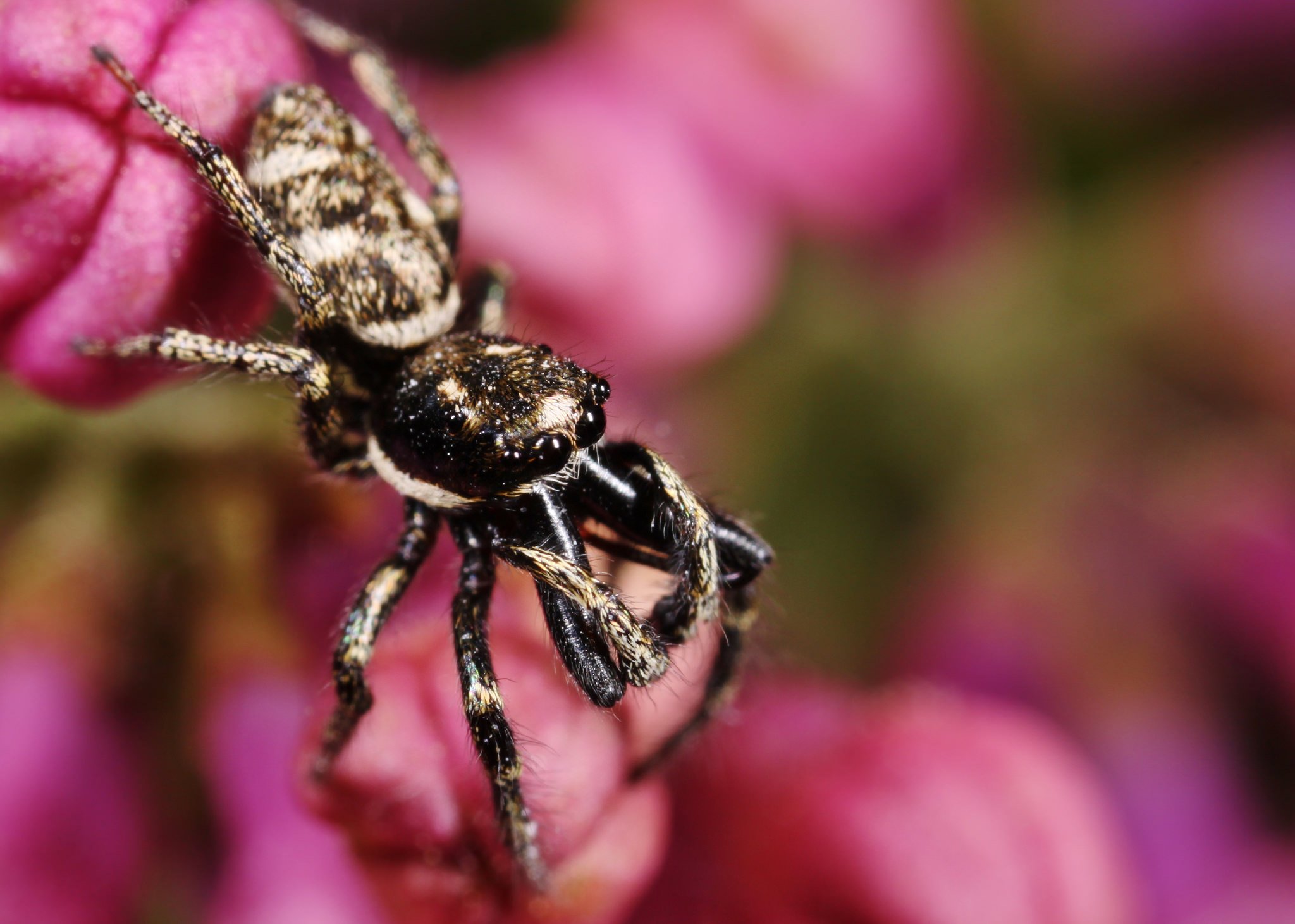 insects, Spiders, Nature, Macro, Closeup, Zoom Wallpaper