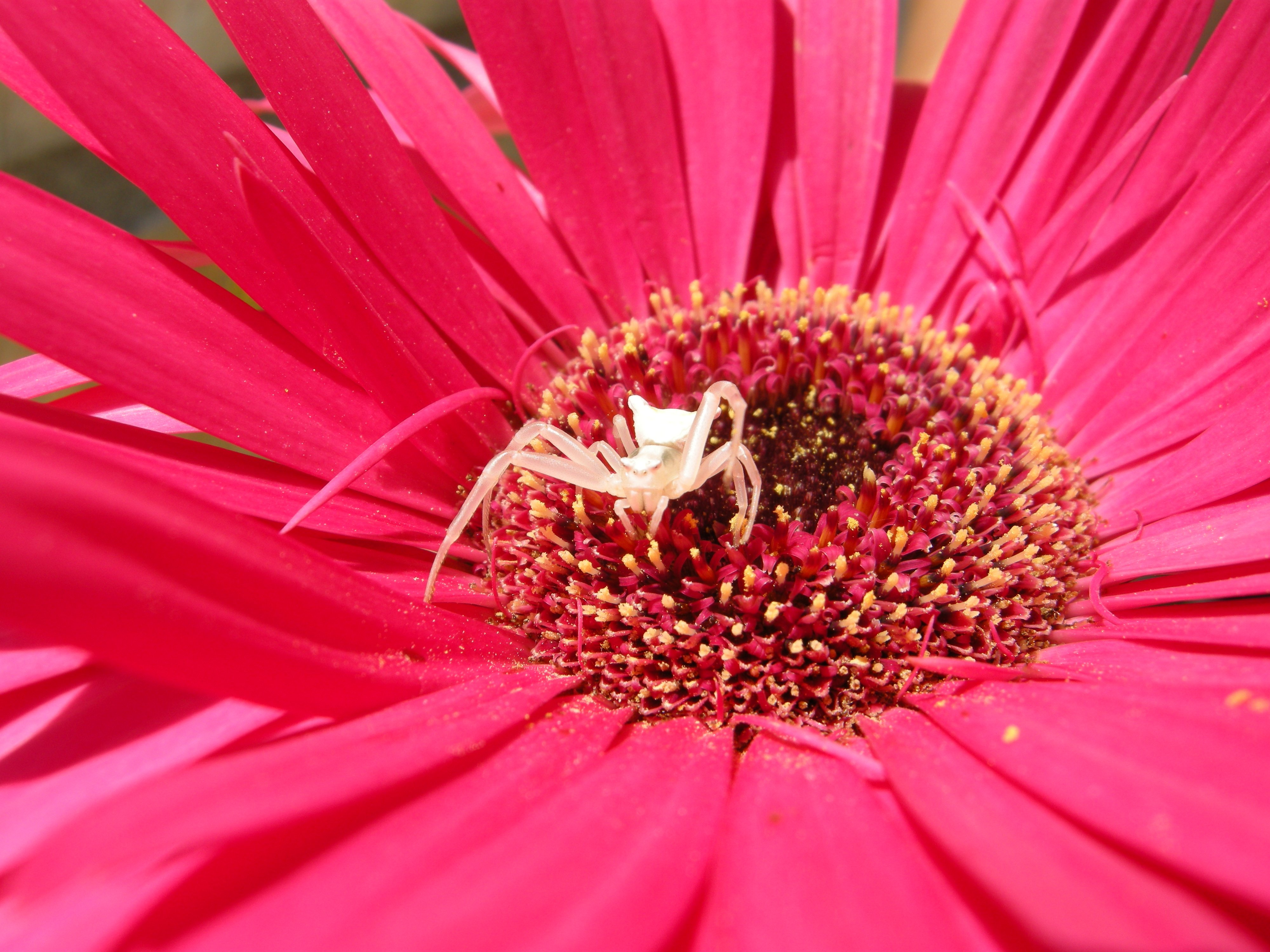 insects, Spiders, Nature, Macro, Closeup, Zoom Wallpaper