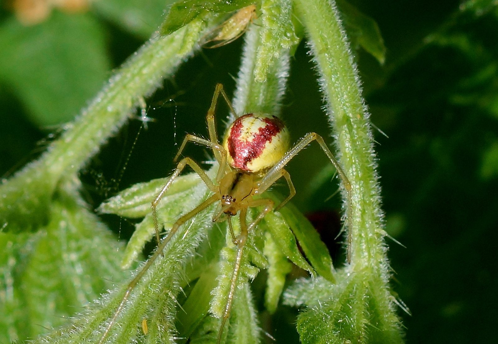 insects, Spiders, Nature, Macro, Closeup, Zoom Wallpaper