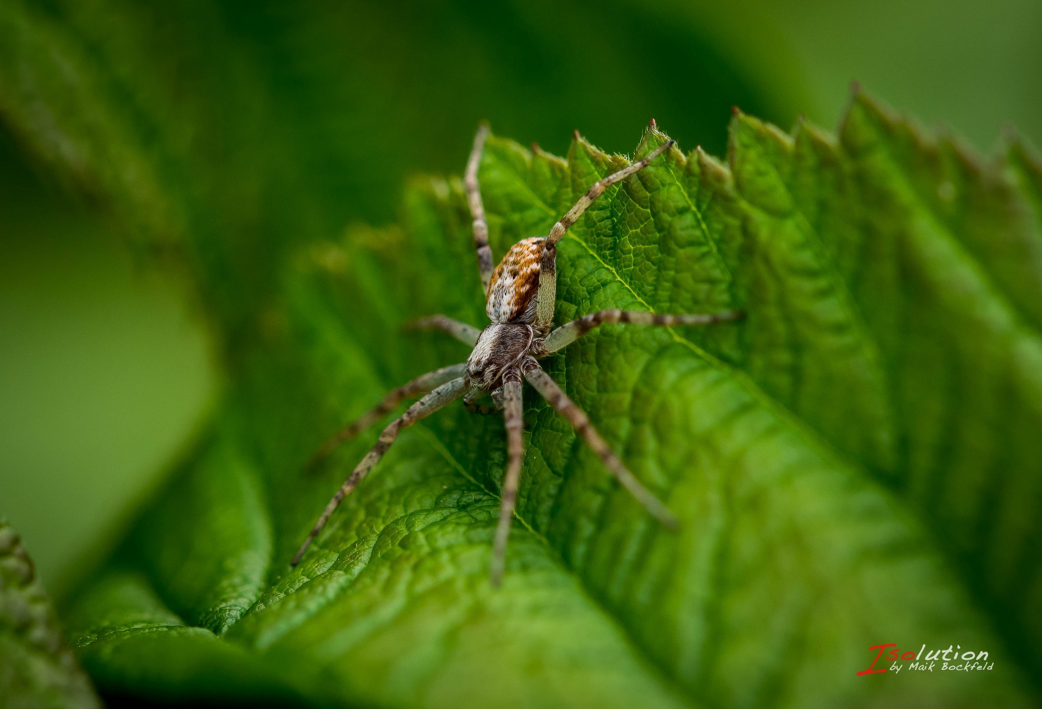 insects, Spiders, Nature, Macro, Closeup, Zoom Wallpaper