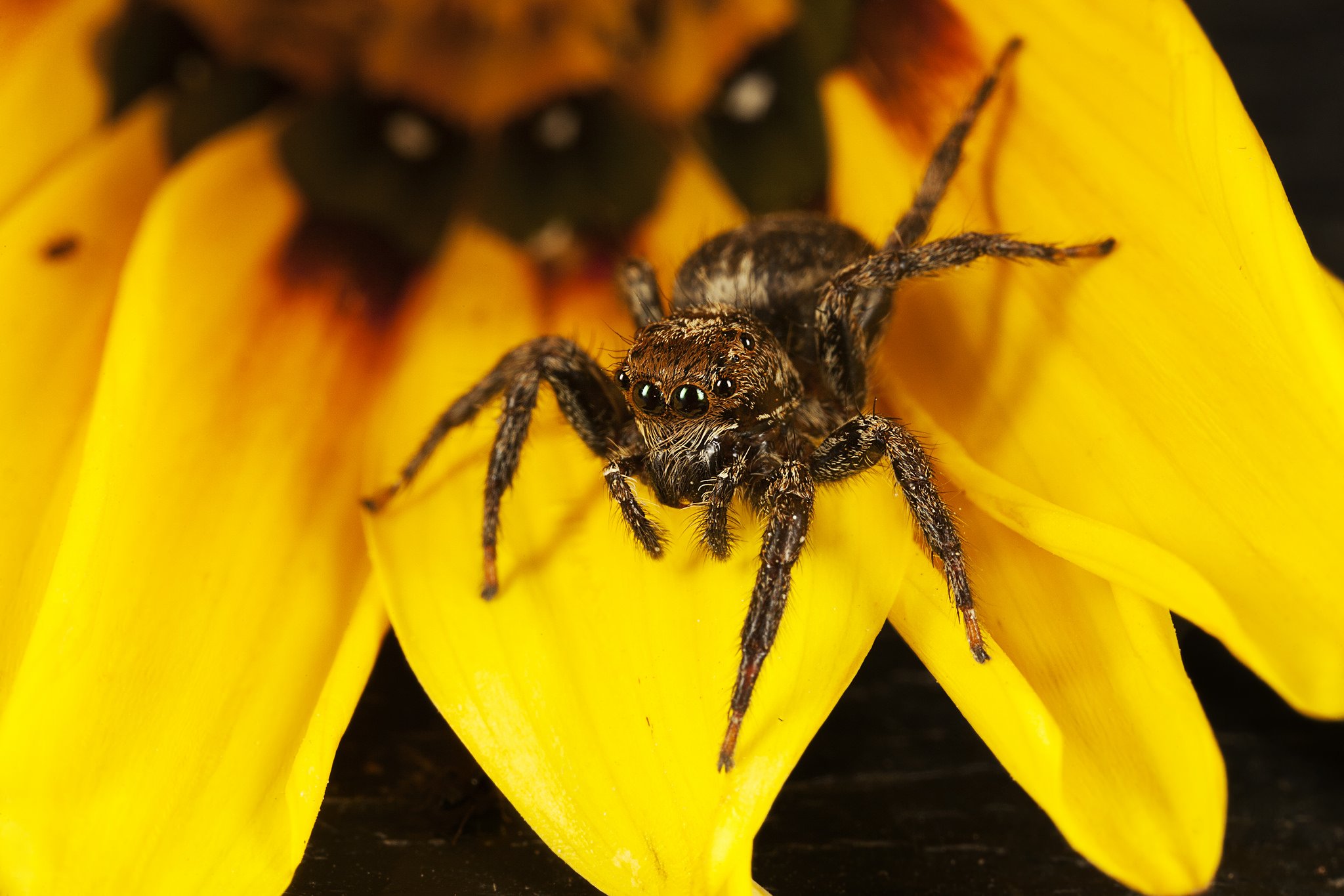 insects, Spiders, Nature, Macro, Closeup, Zoom Wallpaper