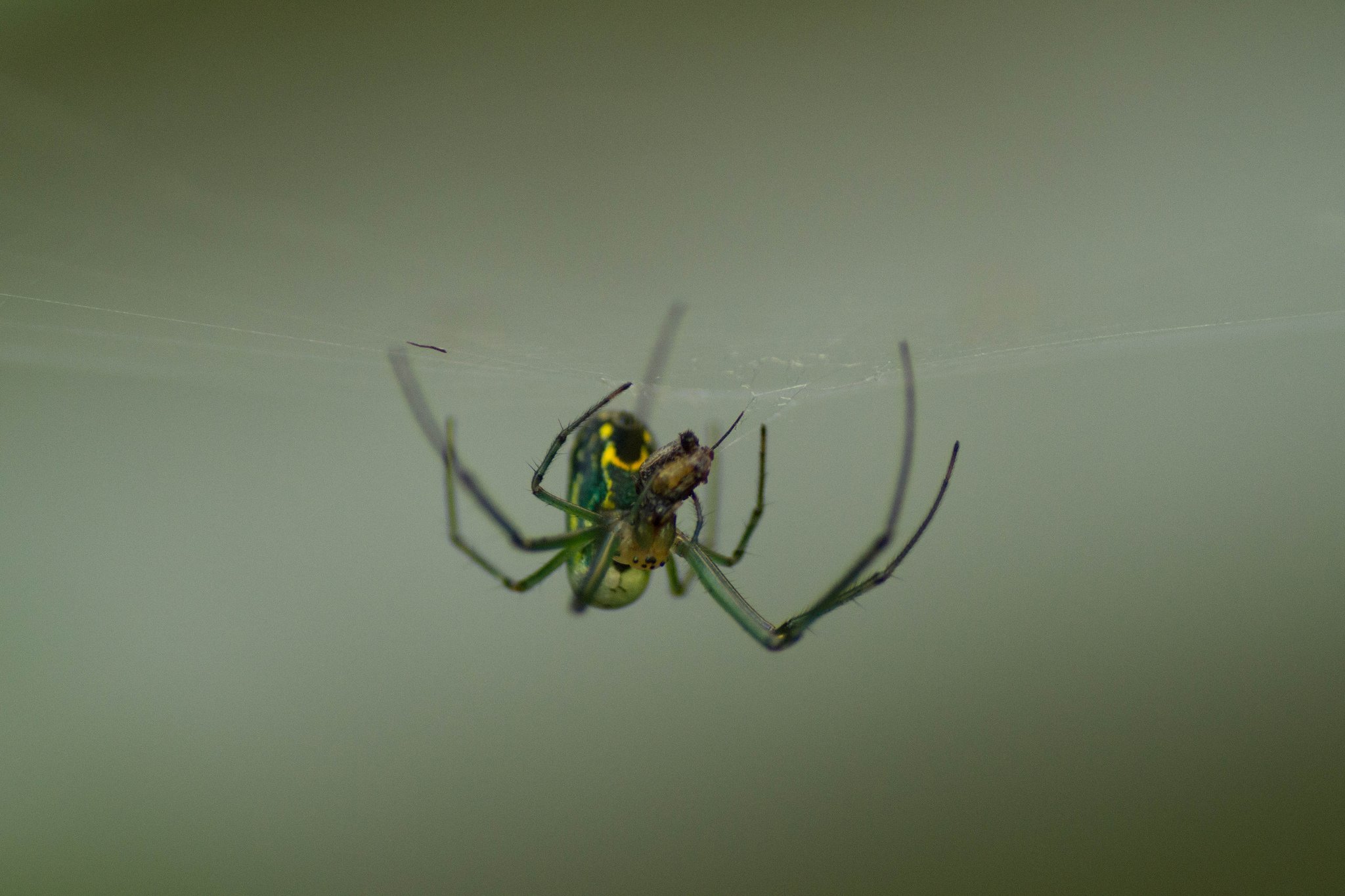 insects, Spiders, Nature, Macro, Closeup, Zoom Wallpaper