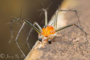 insects, Spiders, Nature, Macro, Closeup, Zoom