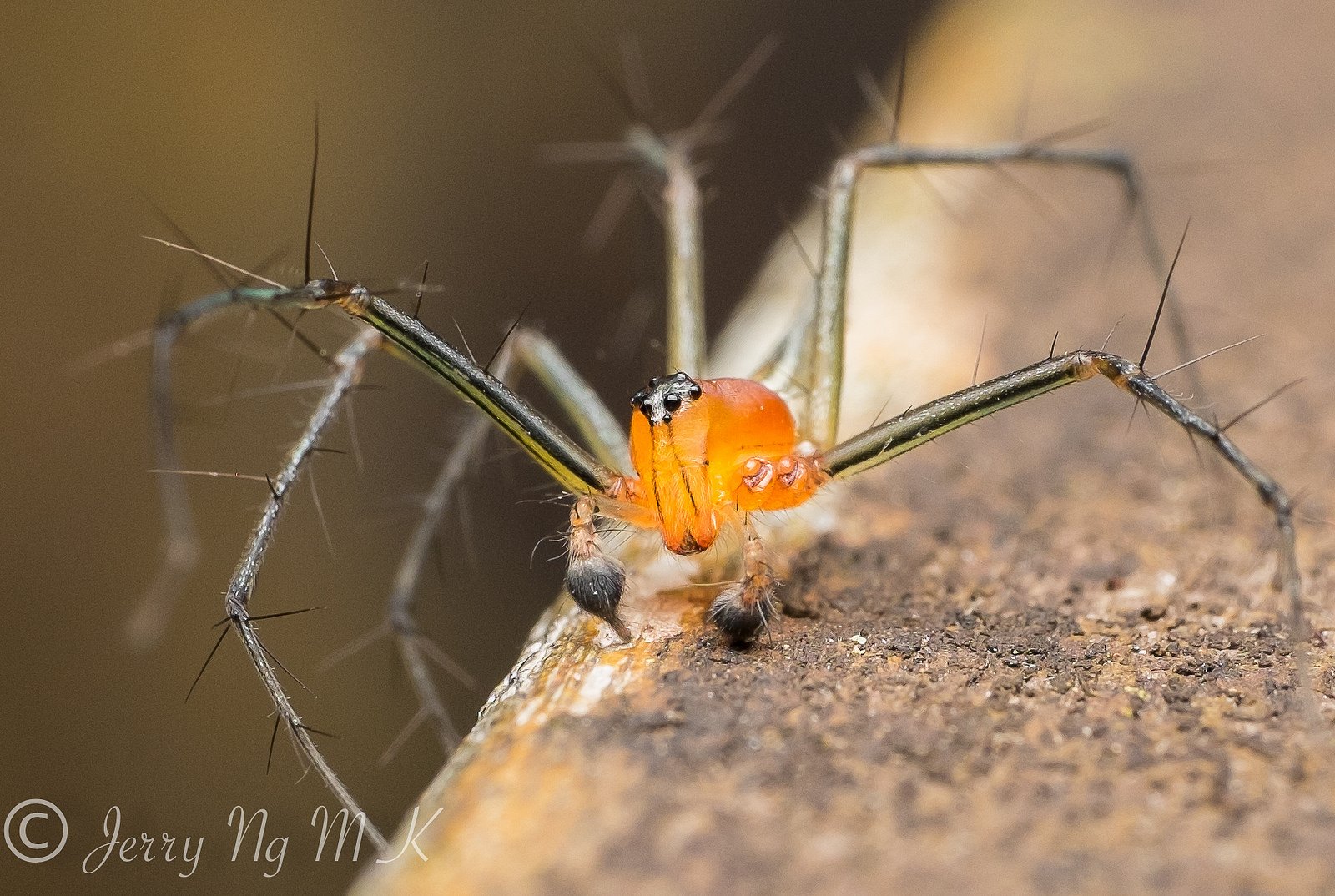insects, Spiders, Nature, Macro, Closeup, Zoom Wallpaper