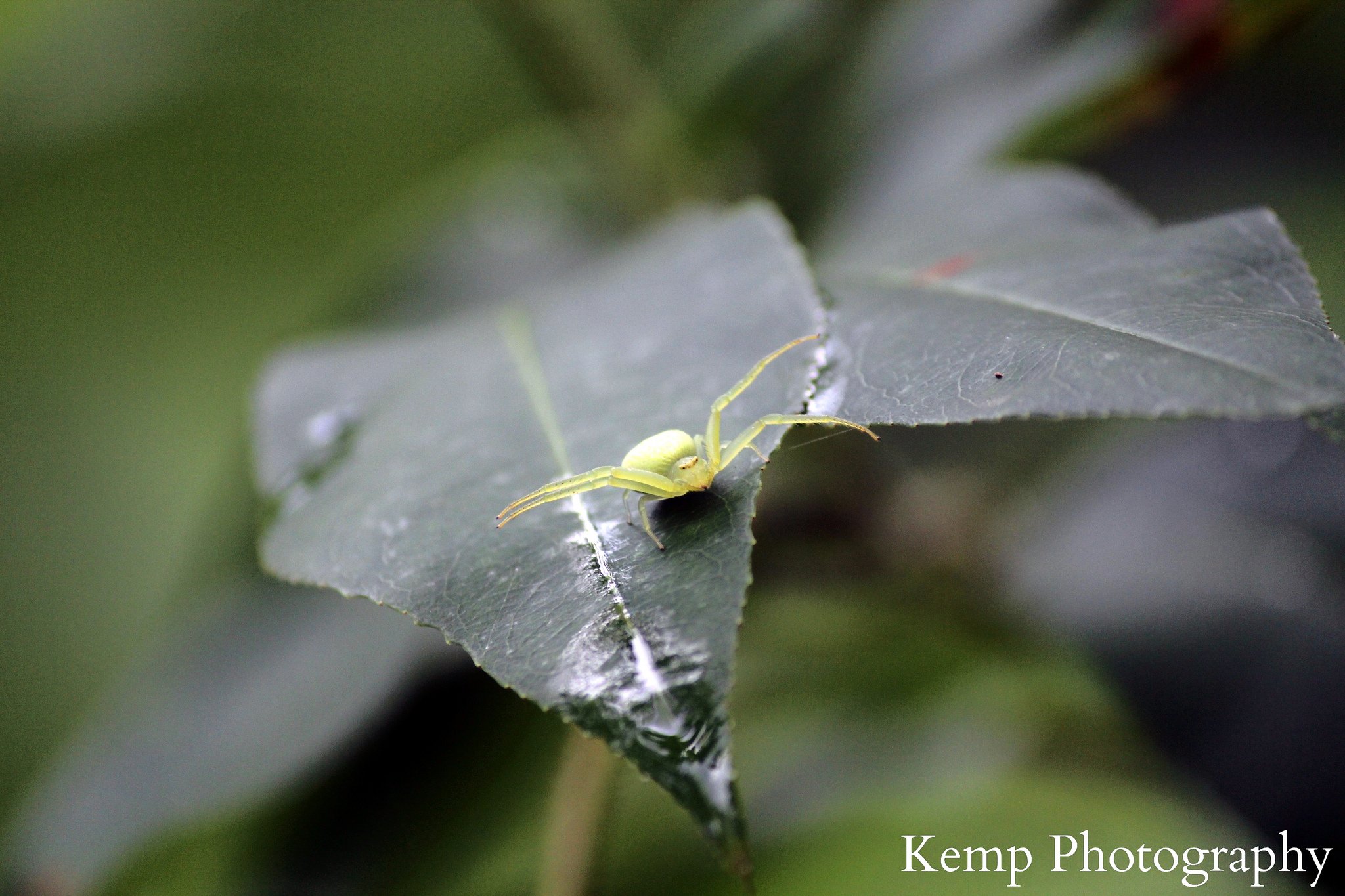 insects, Spiders, Nature, Macro, Closeup, Zoom Wallpaper