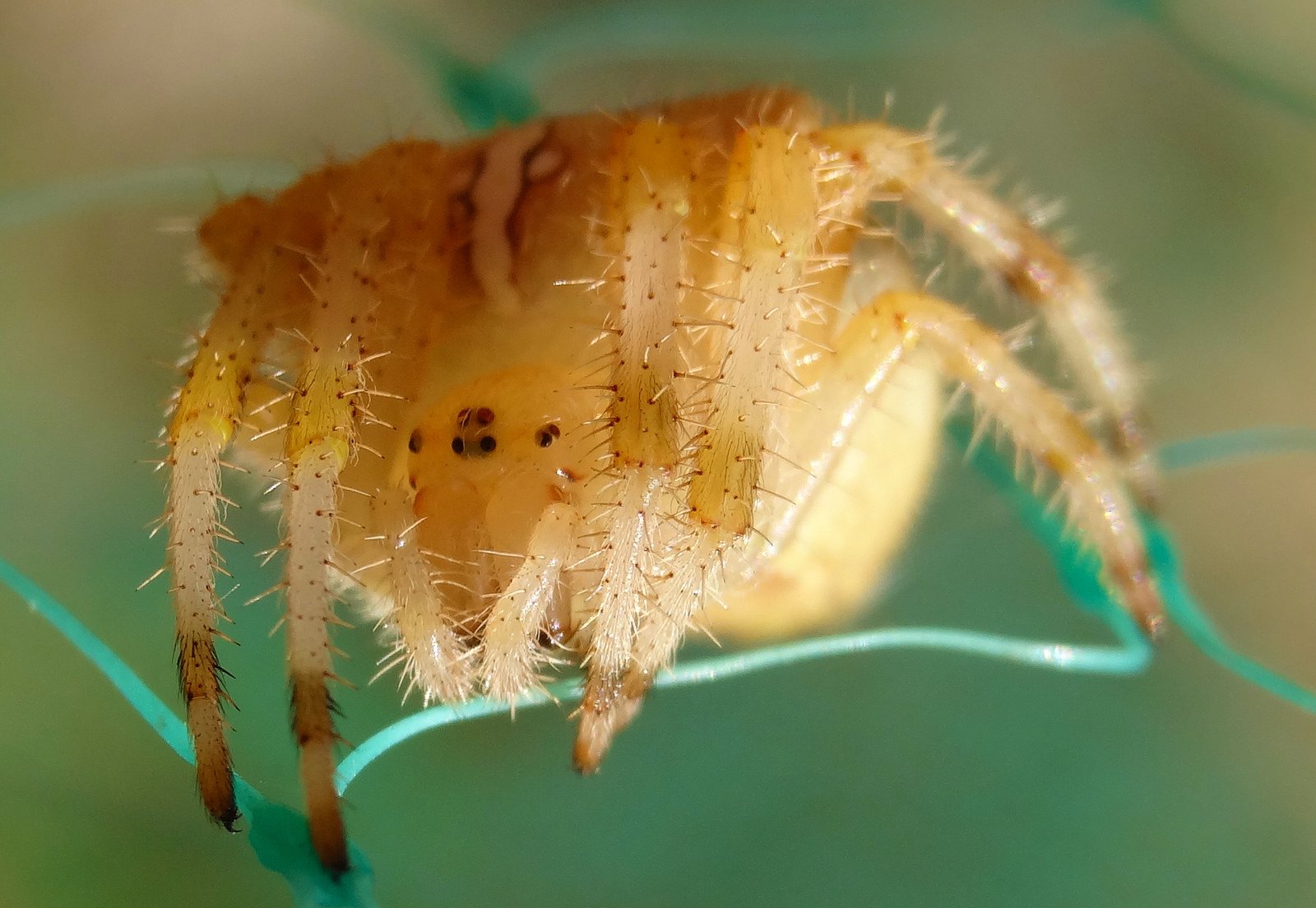 insects, Spiders, Nature, Macro, Closeup, Zoom Wallpaper