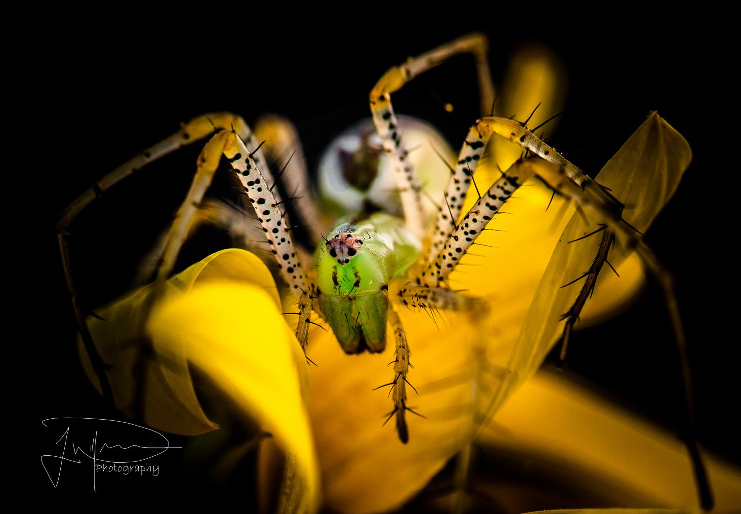 insects, Spiders, Nature, Macro, Closeup, Zoom Wallpaper