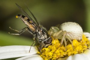 insects, Spiders, Nature, Macro, Closeup, Zoom