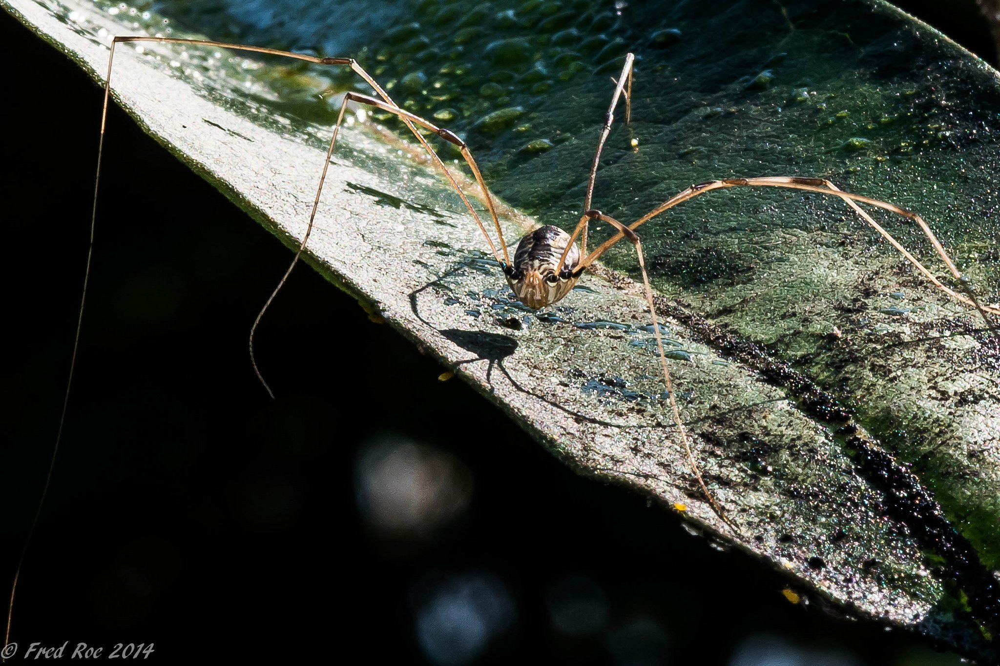 insects, Spiders, Nature, Macro, Closeup, Zoom Wallpaper