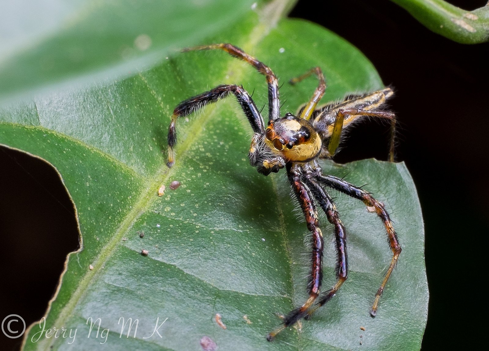 insects, Spiders, Nature, Macro, Closeup, Zoom Wallpaper