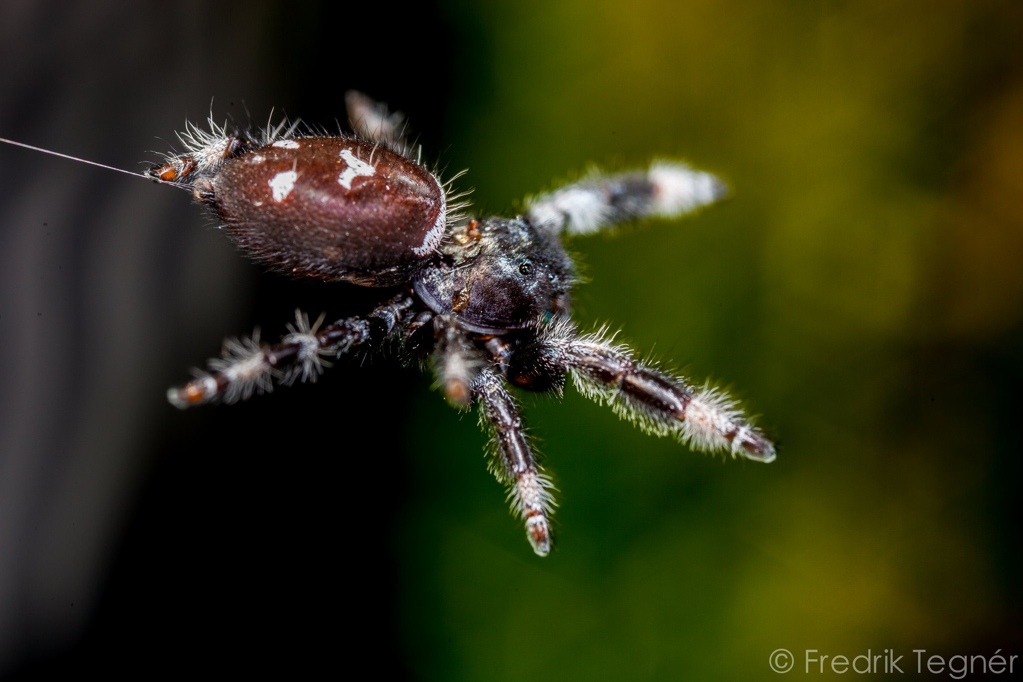 insects, Spiders, Nature, Macro, Closeup, Zoom Wallpaper