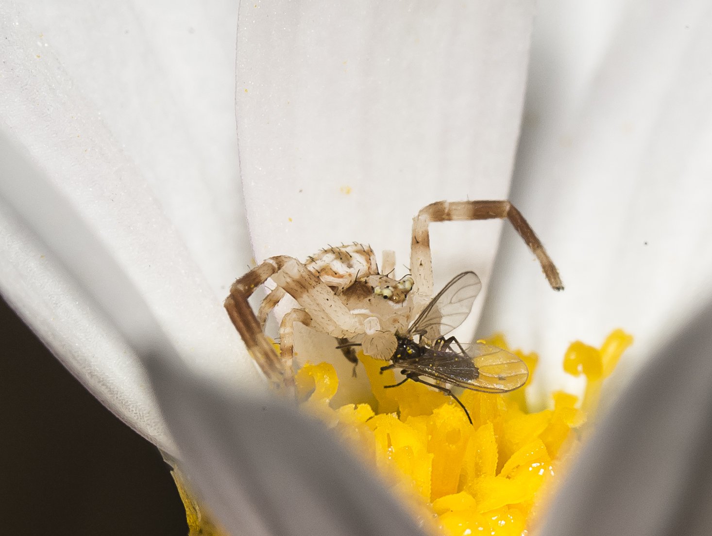 insects, Spiders, Nature, Macro, Closeup, Zoom Wallpaper