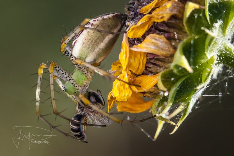insects, Spiders, Nature, Macro, Closeup, Zoom HD Wallpaper Desktop Background