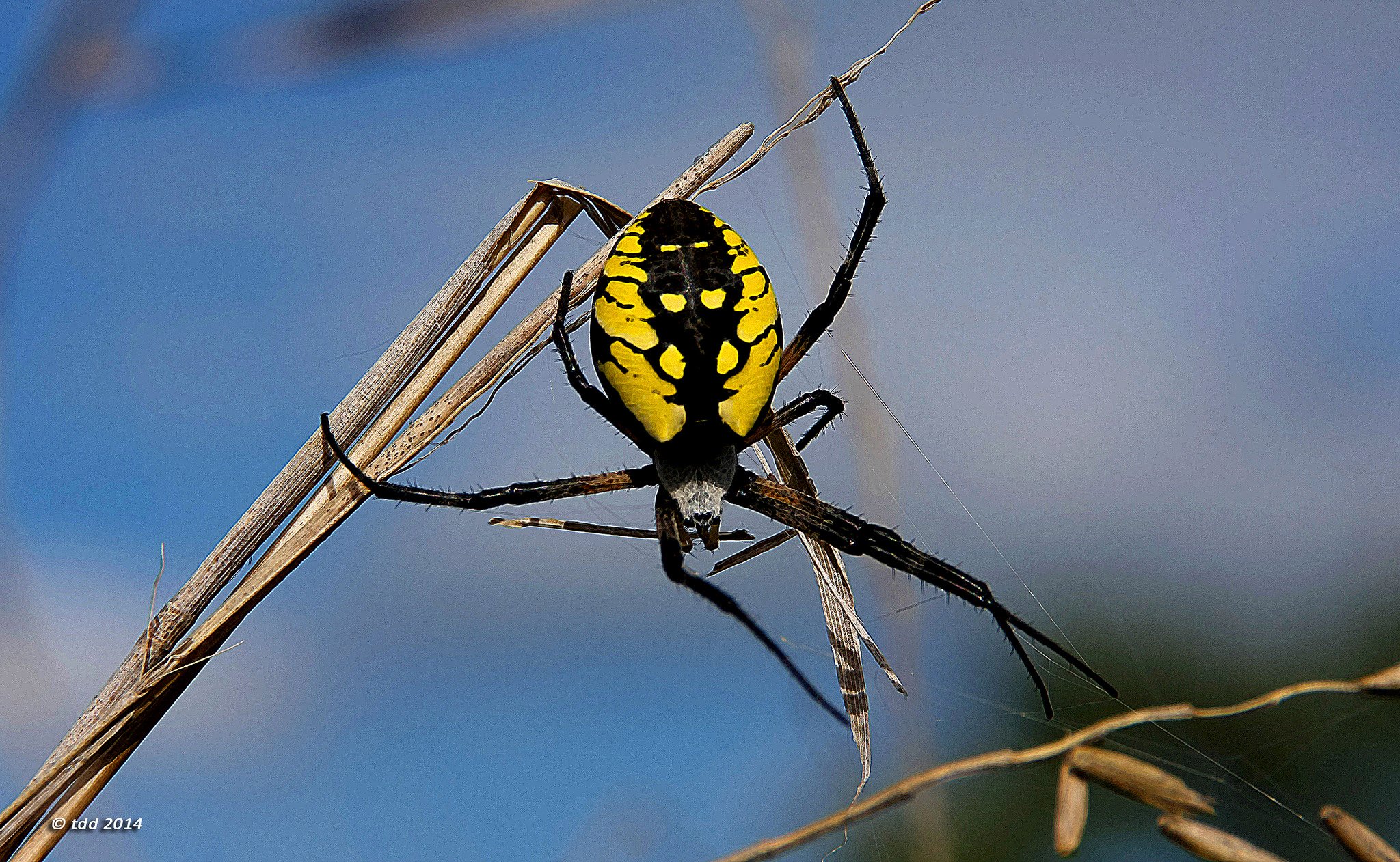 insects, Spiders, Nature, Macro, Closeup, Zoom Wallpaper