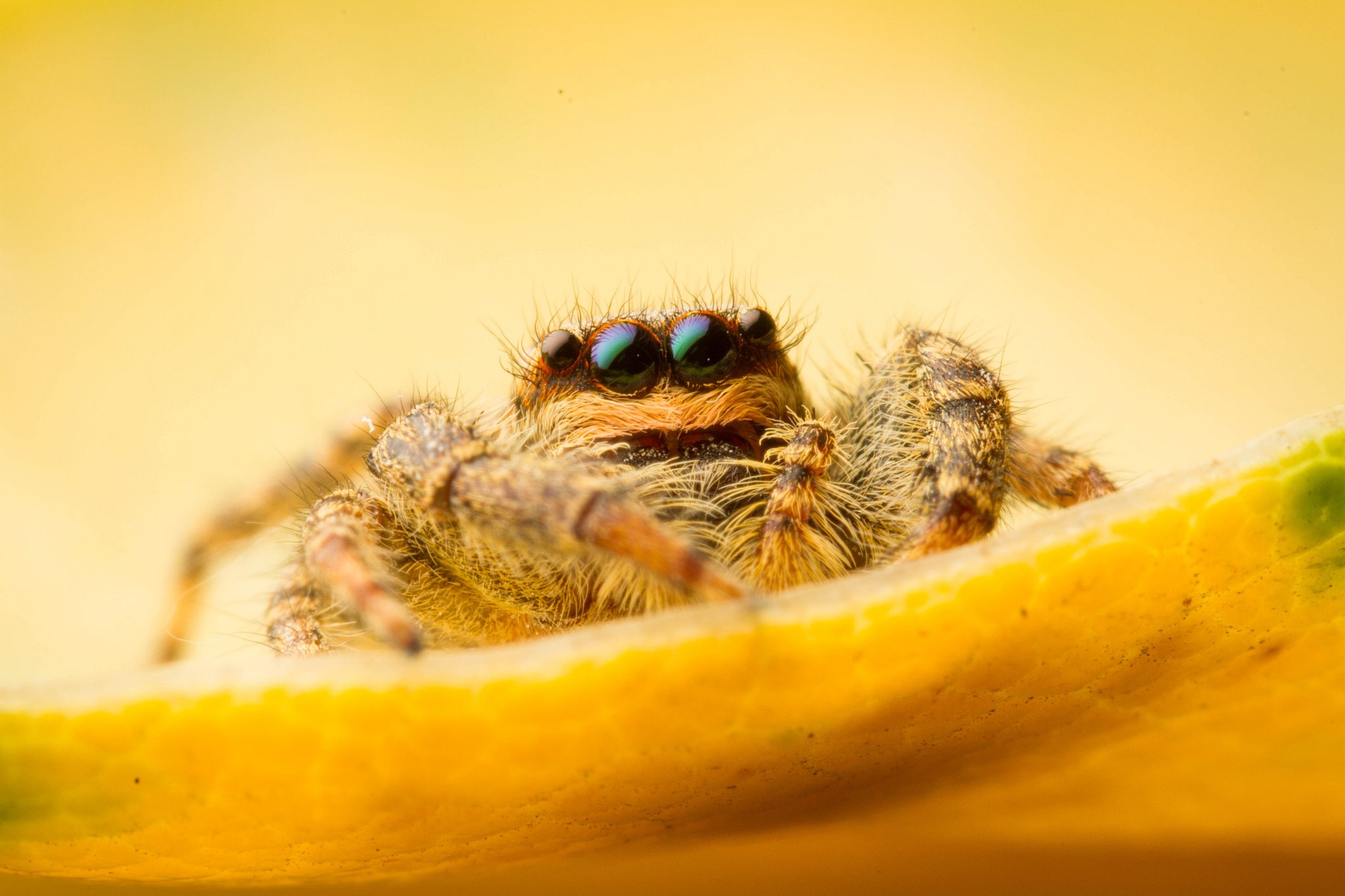 insects, Spiders, Nature, Macro, Closeup, Zoom Wallpaper