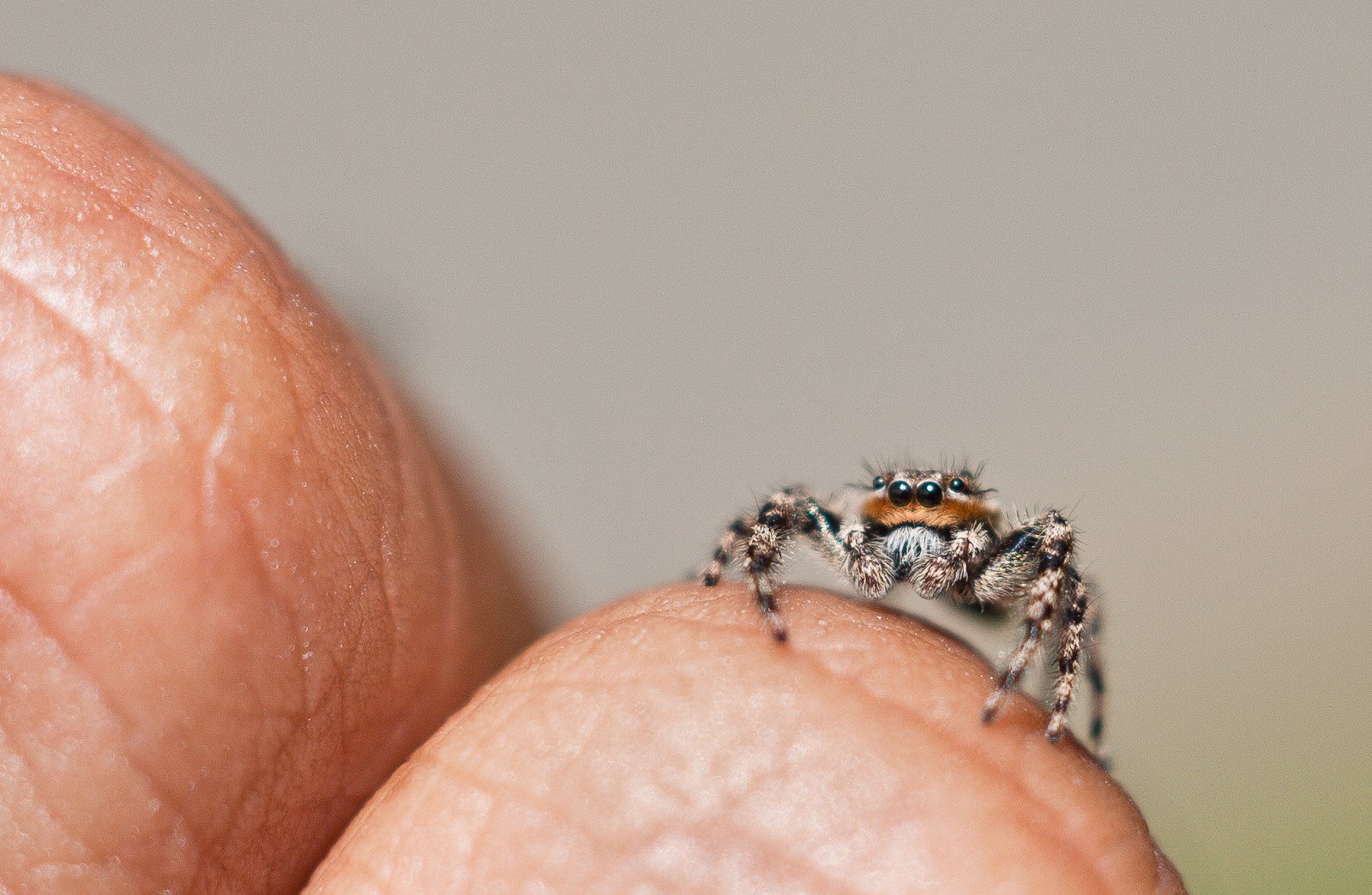 insects, Spiders, Nature, Macro, Closeup, Zoom Wallpaper