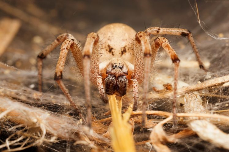 insects, Spiders, Nature, Macro, Closeup, Zoom HD Wallpaper Desktop Background