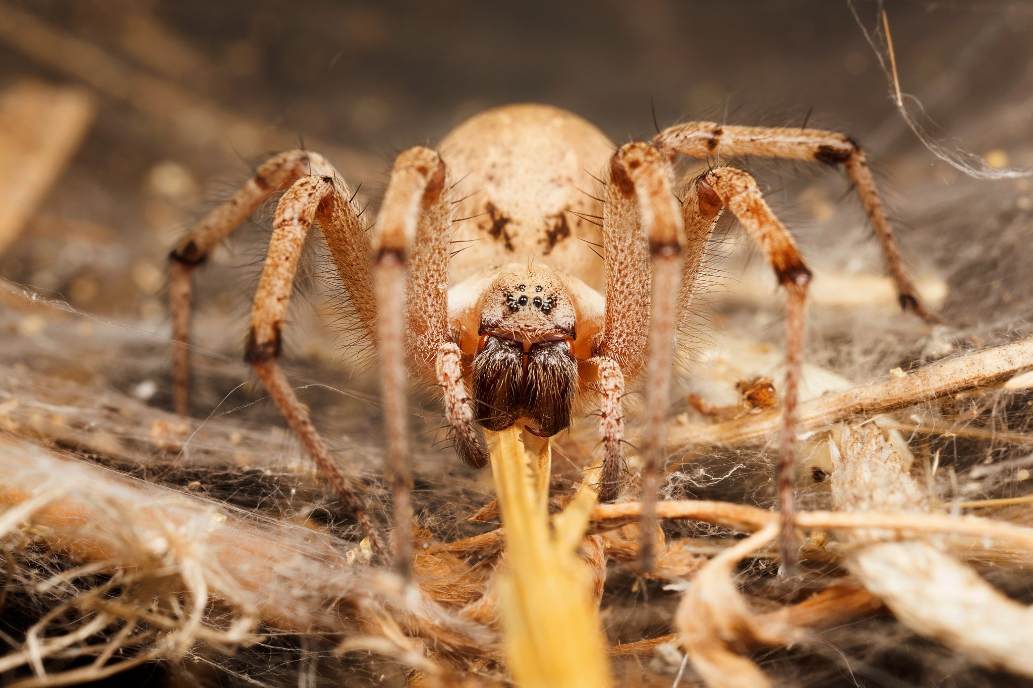 insects, Spiders, Nature, Macro, Closeup, Zoom Wallpaper