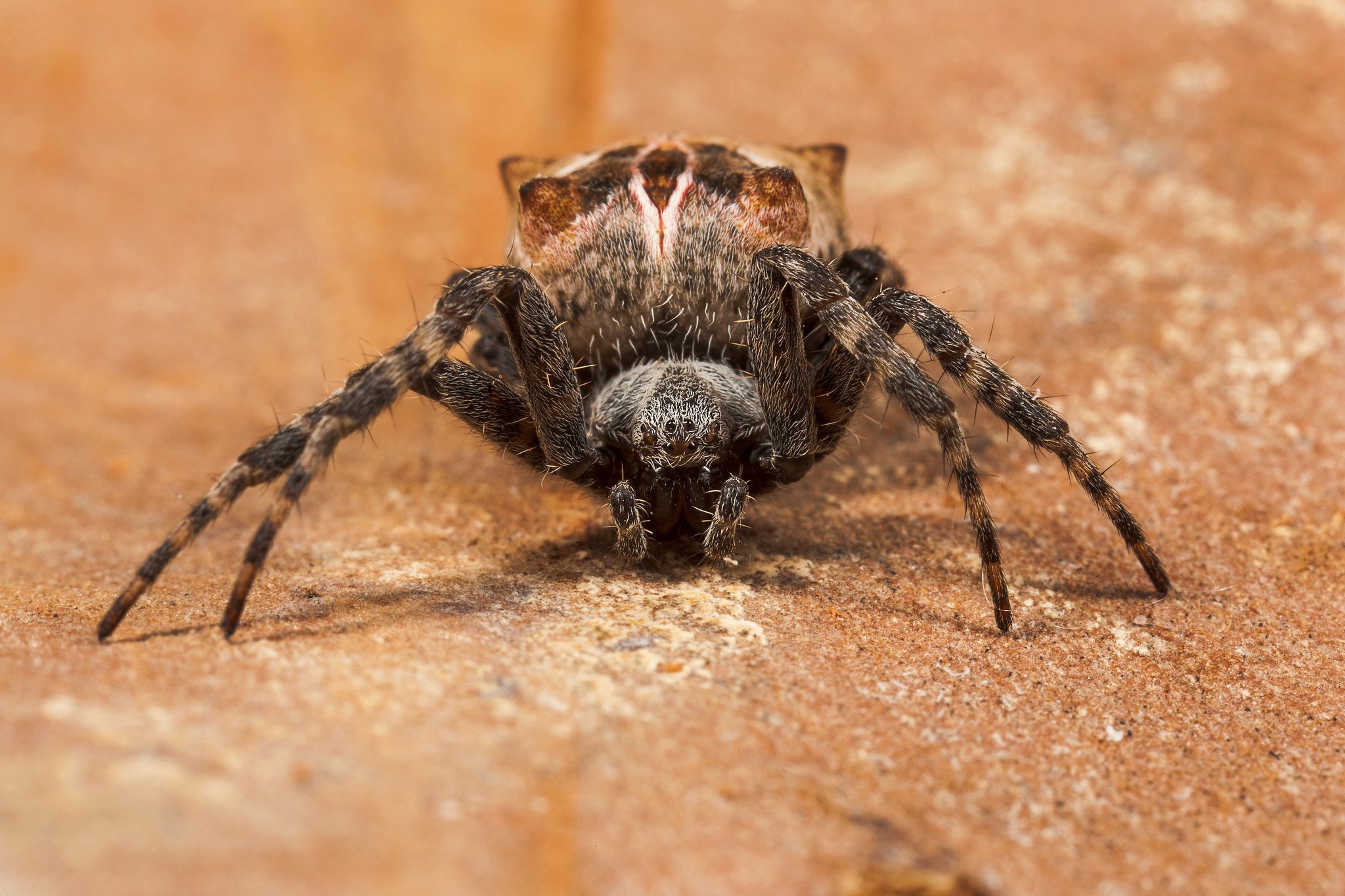 insects, Spiders, Nature, Macro, Closeup, Zoom Wallpaper