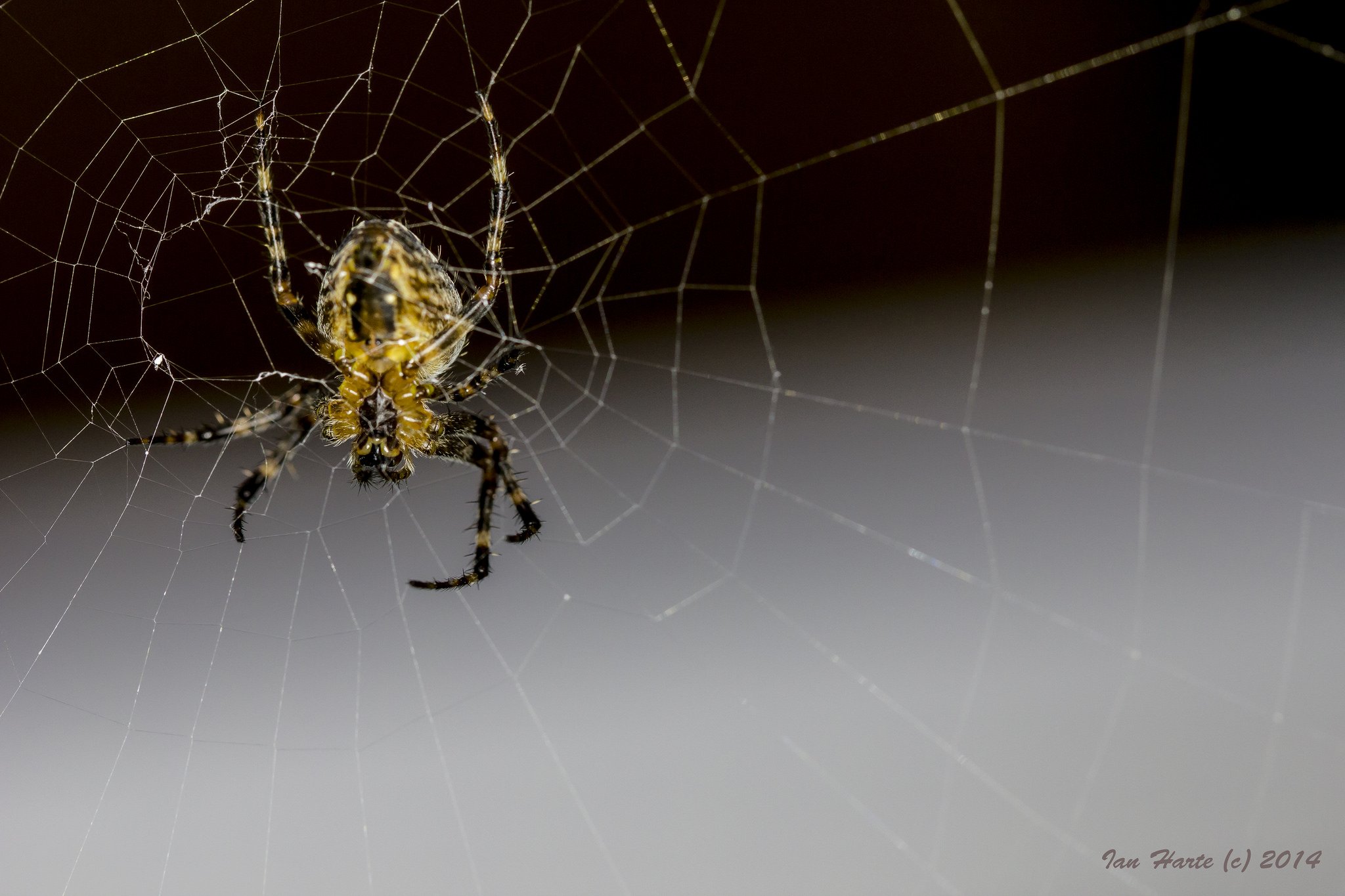 insects, Spiders, Nature, Macro, Closeup, Zoom Wallpaper