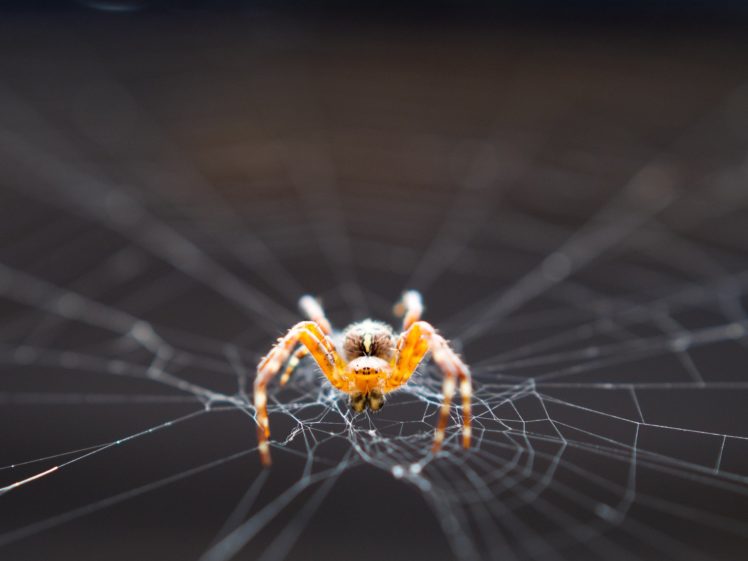 insects, Spiders, Nature, Macro, Closeup, Zoom HD Wallpaper Desktop Background