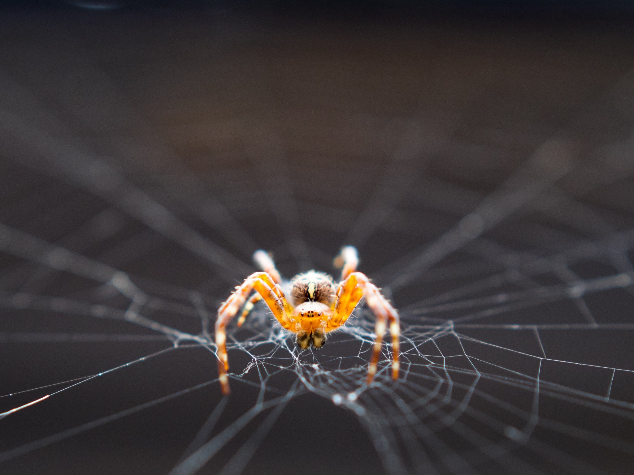 insects, Spiders, Nature, Macro, Closeup, Zoom Wallpaper