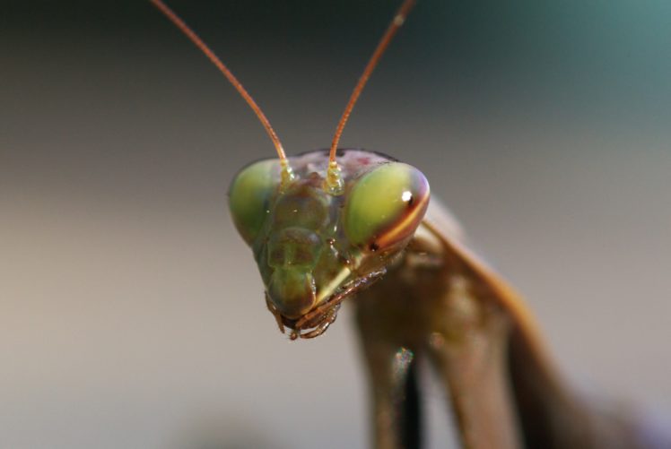 insects, Mantis, Mante, Religieuse, Nature, Macro, Closeup, Zoom HD Wallpaper Desktop Background