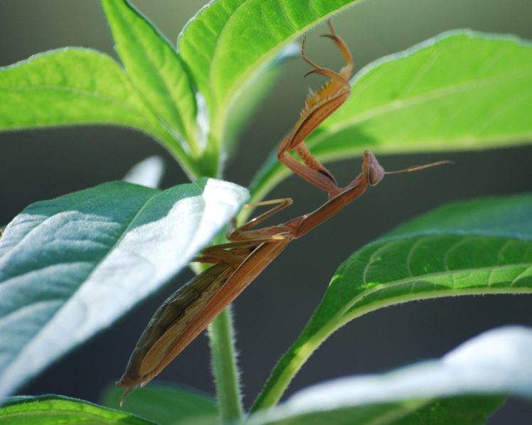 insects, Mantis, Mante, Religieuse, Nature, Macro, Closeup, Zoom HD Wallpaper Desktop Background